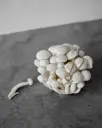 Fauvirame Fauvirame Pokeweed Necklace（シルバー）